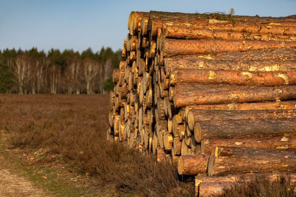 A selective focus shot of a pile of cut down trees in a forest on a brown ground