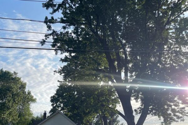 Prs tree services sep03