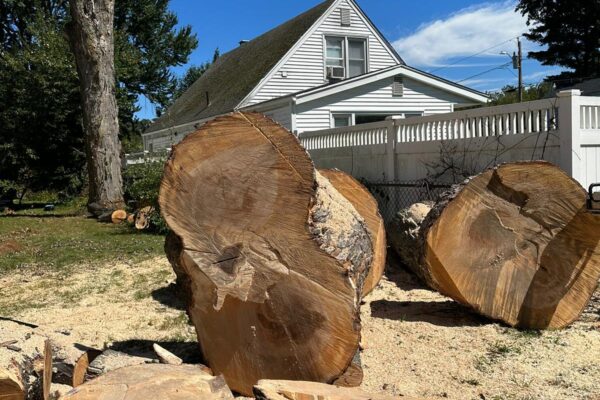Prs tree services sep05